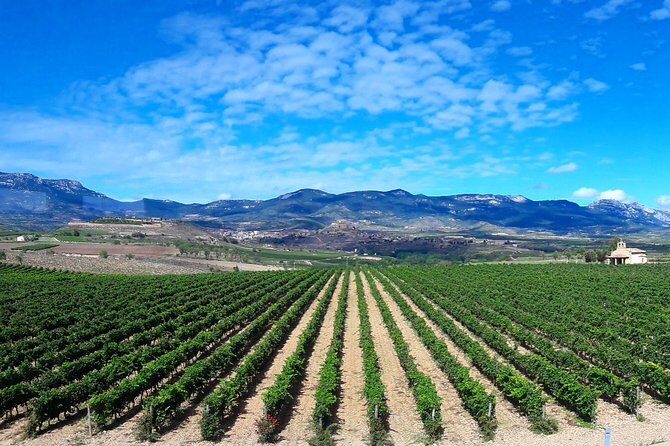 Rioja's Top wines tasting private tour - Wrapping It Up