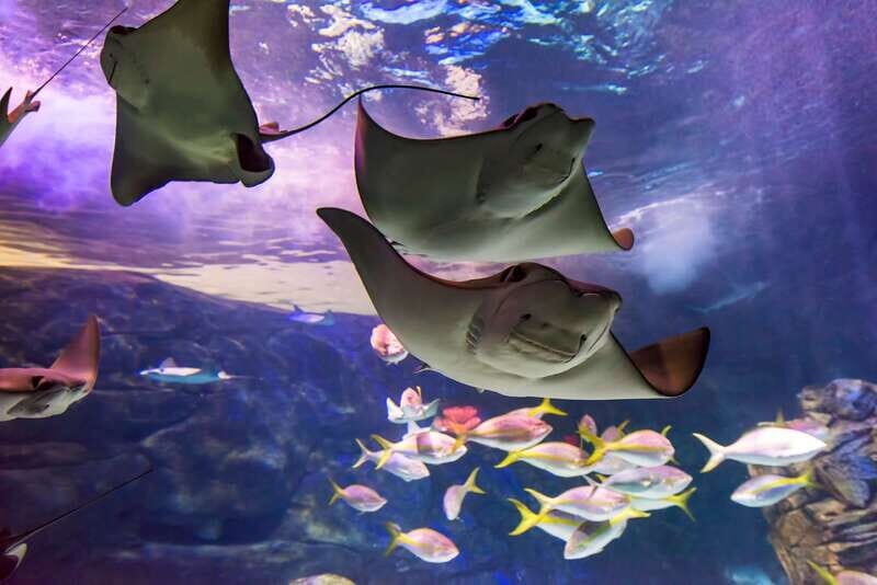 Ripley's Aquarium: Sharks After Dark Entry (After 5PM) - Key Points
