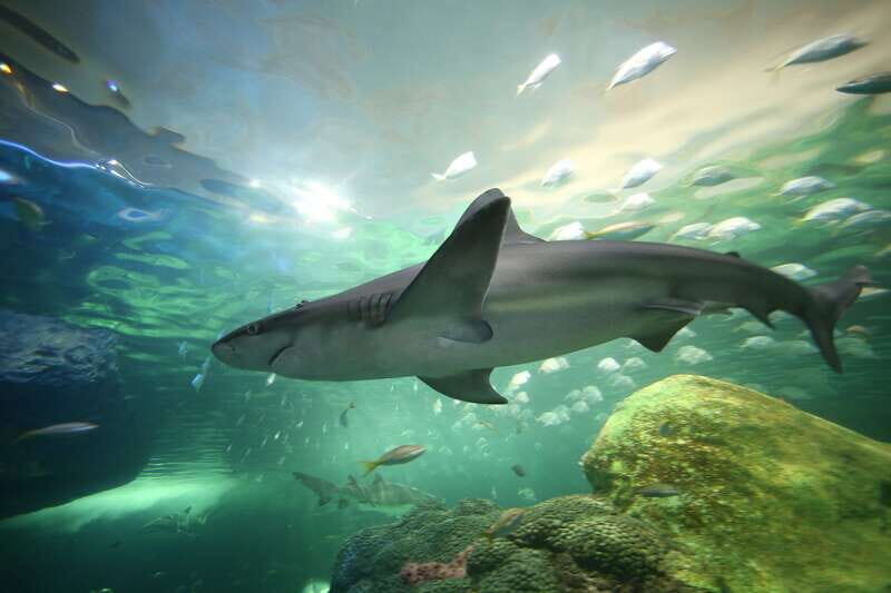Ripley's Aquarium: Sharks After Dark Entry (After 5PM) - An in-Depth Look at Ripleys Aquarium After Dark