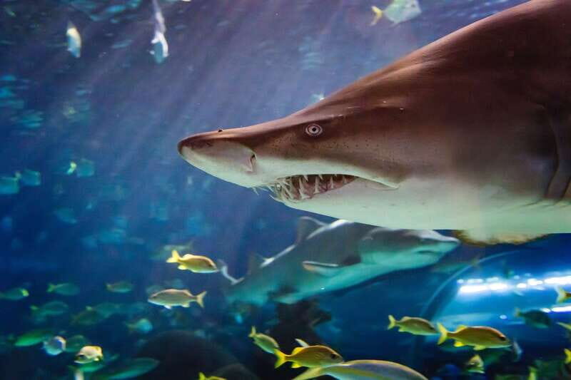 Ripley's Aquarium: Sharks After Dark Entry (After 5PM) - FAQ