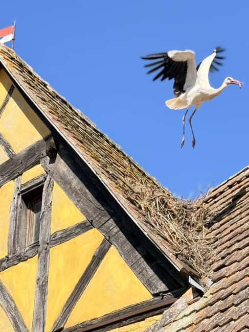 Riquewihr: the pearl of the vineyards with a local guide and tastings - The Sum Up