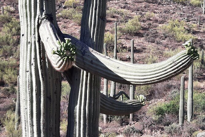 Ritz Dove Mountain and Totolita Hiking - Key Points