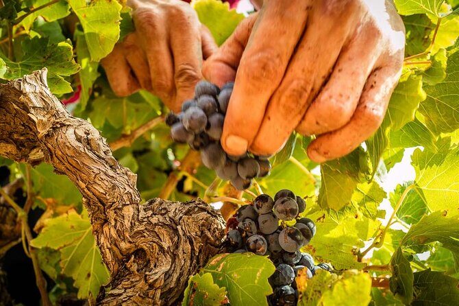 Rivaltes  Secrets of the Terroir and Tasting of Unique Wines! - Why This Tour Offers Great Value