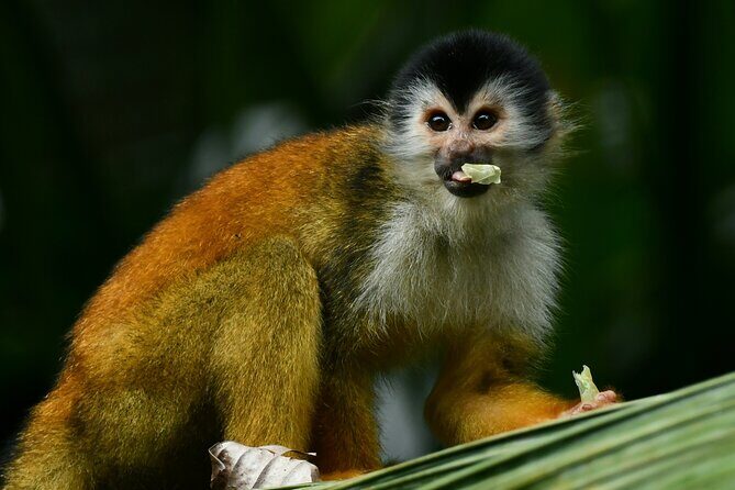 River and Mangrove Tour in Sierpe - Exploring the River and Mangroves in Sierpe: A Natural Encounter