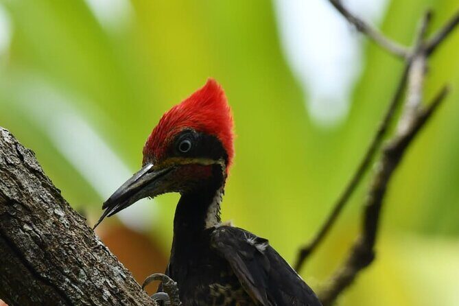River and Mangrove Tour in Sierpe - Key Points