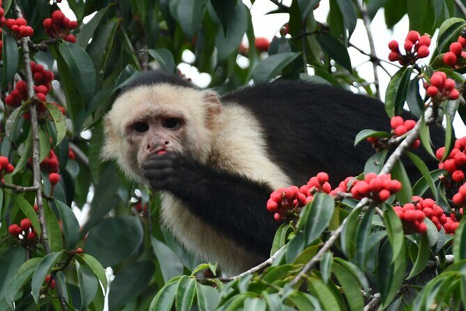 River and Mangrove Tour in Sierpe - FAQs