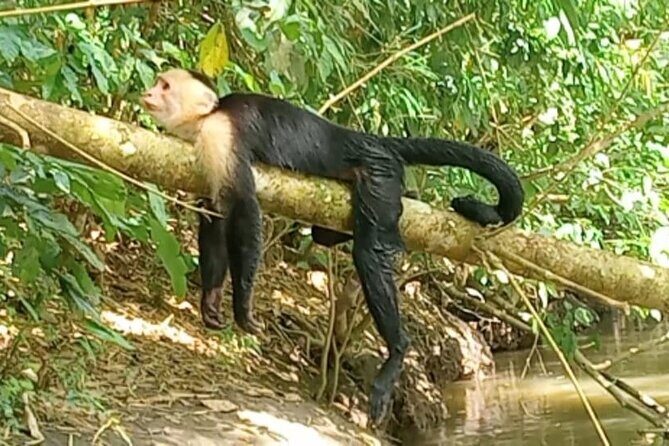 River and Mangrove Tour in Sierpe - FAQ About the River and Mangrove Tour in Sierpe