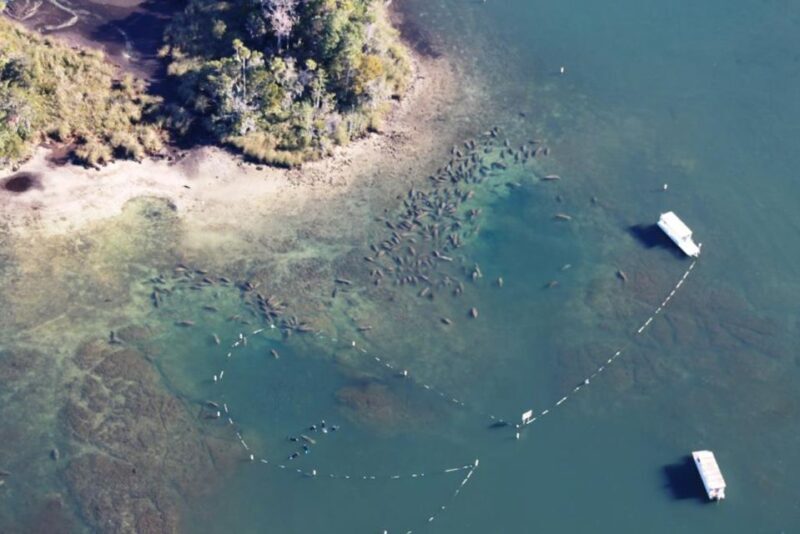 River Cruise with Manatee Viewing - Experience the Natural Wonders of Crystal River with a River Cruise and Manatee Viewing