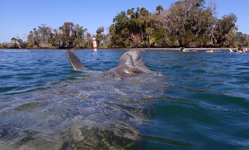 River Cruise with Manatee Viewing - FAQ