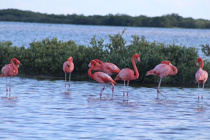 River Lizards Boat Tour for Flora and Fauna Observation - Final Thoughts: Is It Worth It?