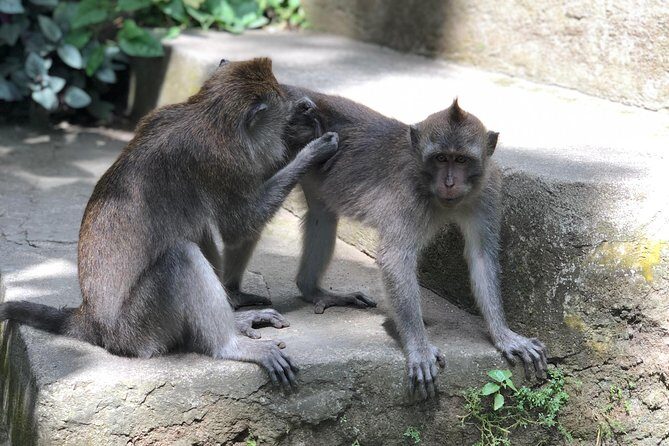 River Rafting Down the Ayung and Sacred Monkey Forest - FAQ