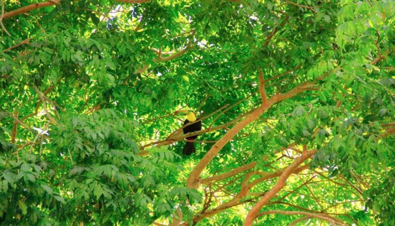 Riviera Maya: Horseback Riding at Rancho Bonanza - A Closer Look at the Riviera Maya Horseback Experience