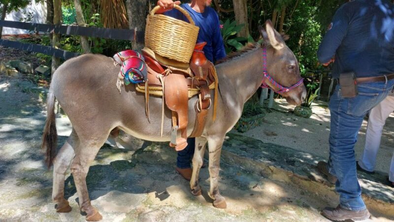 Riviera Maya: Horseback Riding at Rancho Bonanza - Authentic Reviews: What Travelers Say