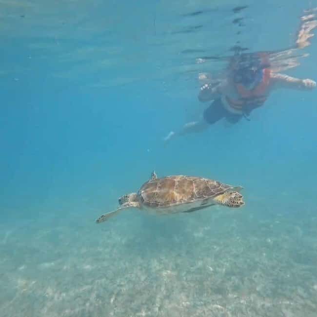 Riviera Maya: Nado con Tortugas, Cenote y Almuerzo mexicano. - Riviera Maya: Nado con Tortugas, Cenote y Almuerzo mexicano