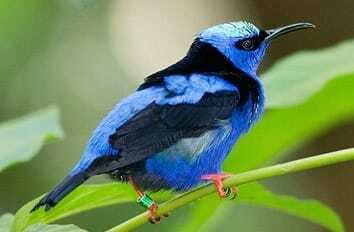 Riviera Maya: Puerto Morelos 4-Hour Bird Watching Tour - Riviera Maya: Puerto Morelos 4-Hour Bird Watching Tour
