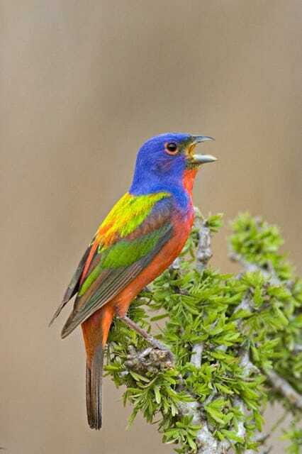 Riviera Maya: Puerto Morelos 4-Hour Bird Watching Tour - Key Points