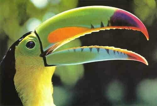 Riviera Maya: Puerto Morelos 4-Hour Bird Watching Tour - What Makes This Tour Stand Out