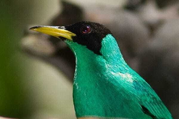 Riviera Maya: Puerto Morelos 4-Hour Bird Watching Tour - Price and Value: Is It Worth It?