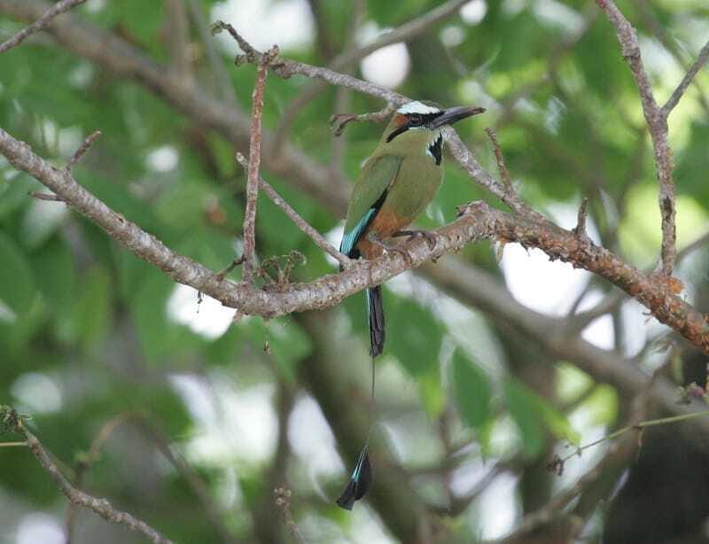 Riviera Maya: Puerto Morelos 4-Hour Bird Watching Tour - Who Will Love This Tour?