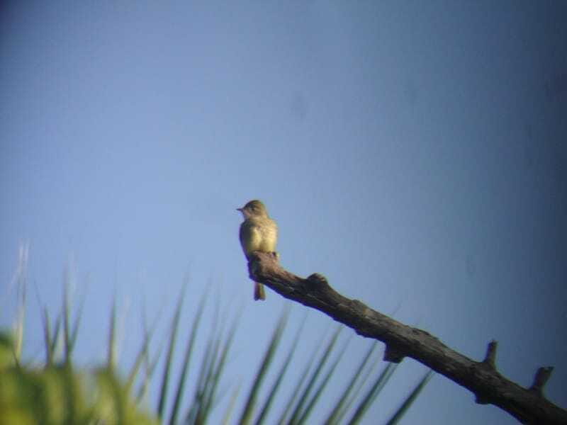 Riviera Maya: Puerto Morelos 4-Hour Bird Watching Tour - FAQ