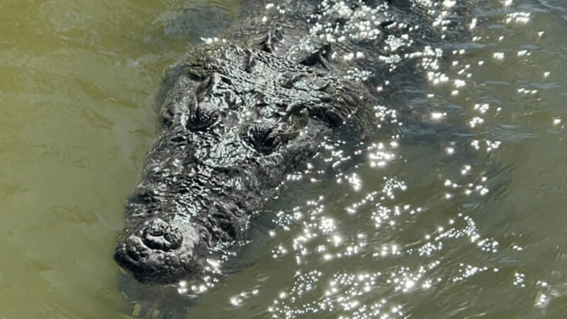 Riviera Maya: Rio Lagartos & Las Coloradas Day Trip w/Lunch - FAQs