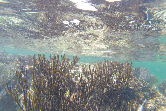 Riviera Maya Snorkeling - FAQs