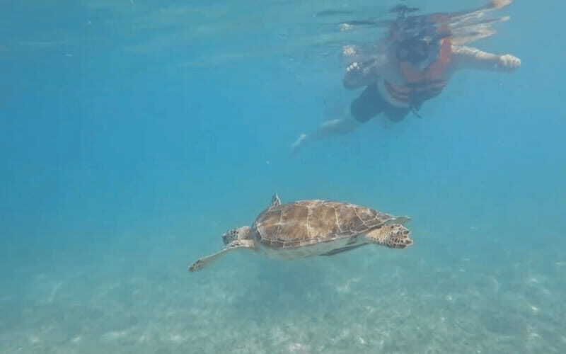 Riviera Maya: Tulum Ruins Tour, Turtle Swimming, Cenotes, and Lunch. - A Complete Look at the Riviera Maya: Tulum Ruins, Cenotes, and Turtle Snorkeling