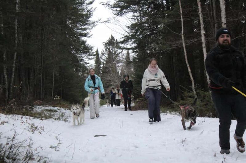 Rivière-Rouge: Snowshoe with Joering Harness and Sled Dogs - What to Expect: Practical Details