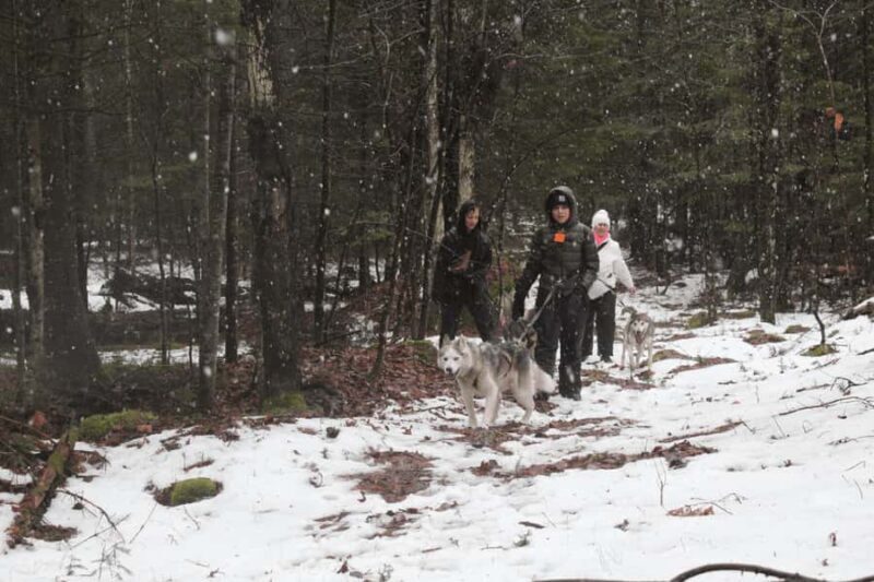 Rivière-Rouge: Snowshoe with Joering Harness and Sled Dogs - Authenticity and Value