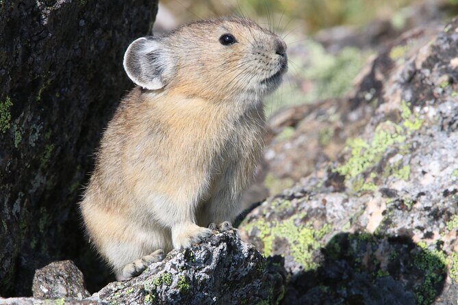 RMNP: Bear Lake Corridor Tour - Frequently Asked Questions
