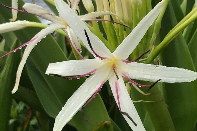 Road To Hana Tour with GO PRO 10 Videography - The Sum Up