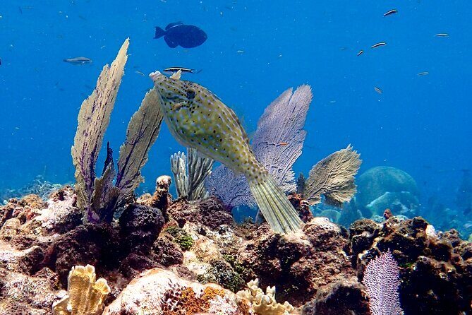 Roatan 2 Dive Scuba Adventure for Certified Divers - Key Points