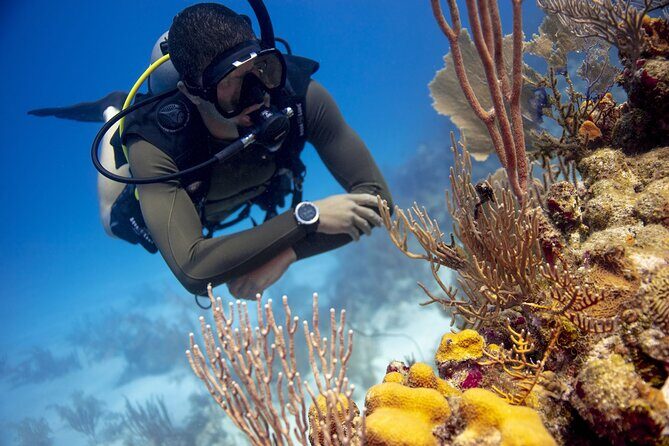 Roatan 2 Dive Scuba Adventure for Certified Divers - A Deep Dive into the Experience