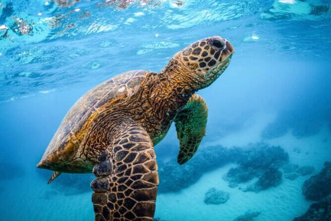 Roatán 3 Stop Snorkel Starfish Blue Channel and Turtle Crossing - The Sum Up: Who Will Love This Tour?