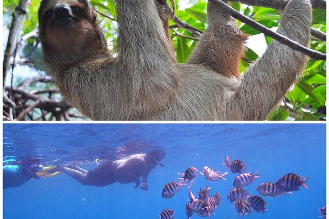 Roatan Drift Snorkel and Monkey/Sloth Sanctuary Tour - An Honest Look at the Roatan Drift Snorkel and Monkey/Sloth Sanctuary Tour