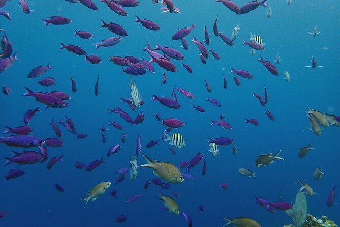 Roatan Drift Snorkel and Monkey/Sloth Sanctuary Tour - Practical Tips for Your Roatan Day