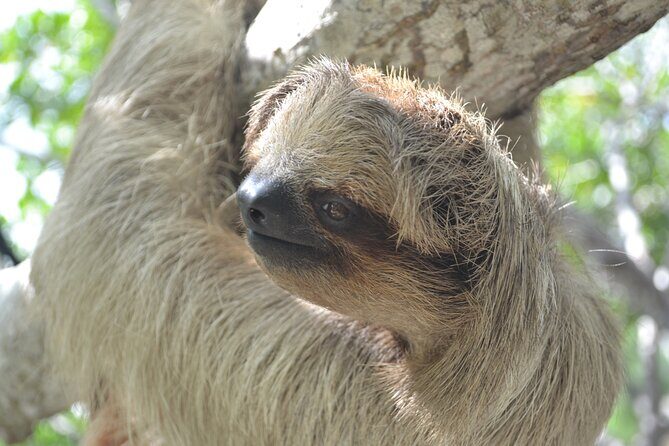 Roatan Drift Snorkel and Monkey/Sloth Sanctuary Tour - The Bottom Line