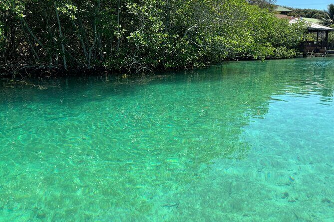 Roatan East Side Mangrove Tunnels and Snorkel Adventure - Who Would Love This Tour?