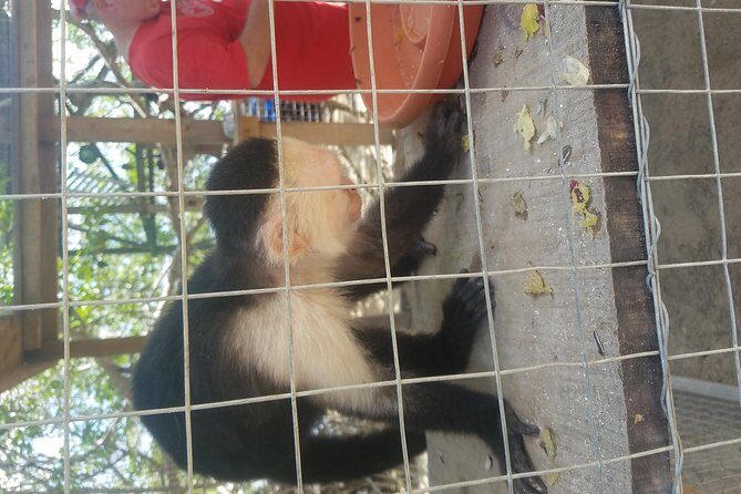 Roatan Excursion: Beach Break/ Plus Sloth Park and Snorkel Adventure - Authentic Experiences and Traveler Insights