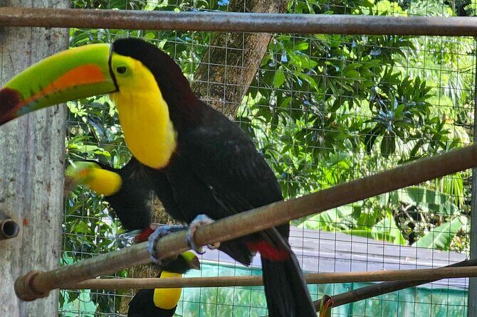 Roatan Glass Bottom Boat Tour, Wildlife Chocolate & Rum Tasting - Final Thoughts