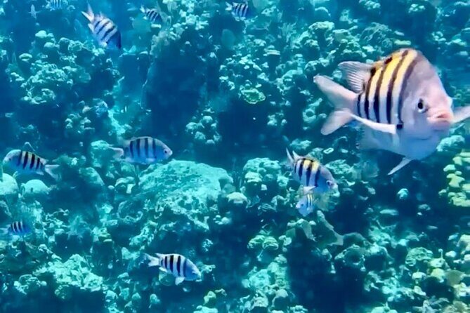 Roatan Glass Bottom Boat Tour, Wildlife Chocolate & Rum Tasting - FAQ