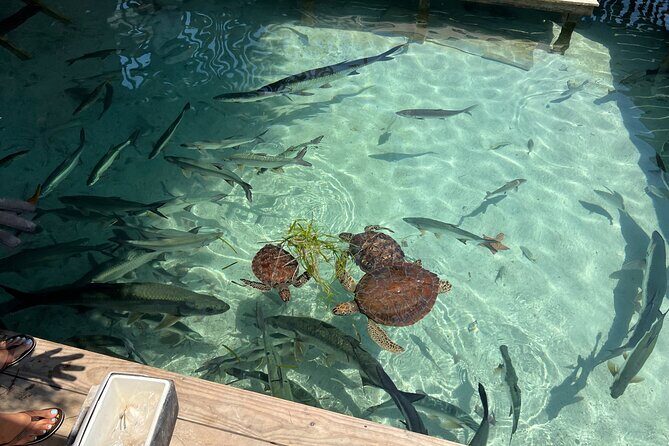 Roatan global Tours in Roatan Island Honduras - Key Points