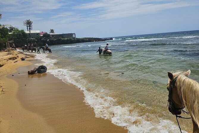 Roatan Horseback Ride and Swim - Experience the Charm of Roatan with the Horseback Ride and Swim Tour