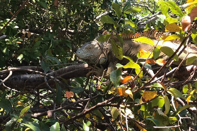 Roatan Iguana Park and Monkey/Sloth park Sanctuary and Beach Stop - Key Points