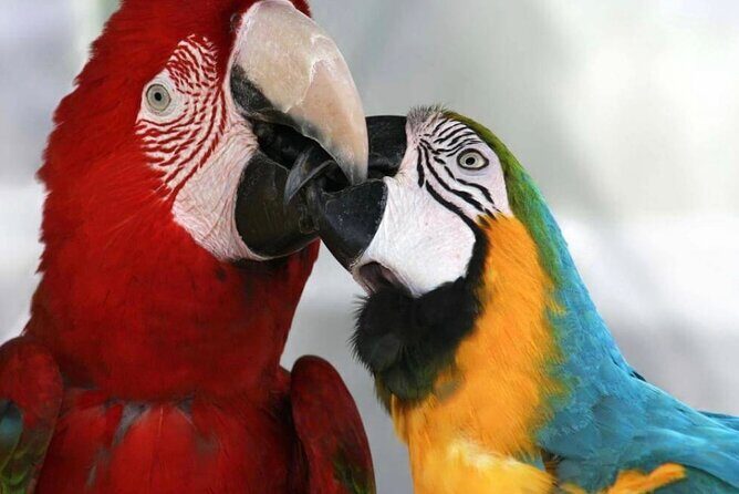 Roatán Island Tour: Sloth & Monkey Park, Rum, and Chocolate - What Makes This Tour Stand Out?