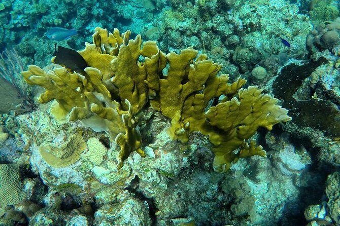 Roatan Jet Ski with Snorkel and Beach - Key Points