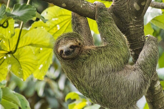 Roatan Local Island Tour, Seeing Animals and Beach Break - Exploring Roatan with a Local Guide: What to Expect