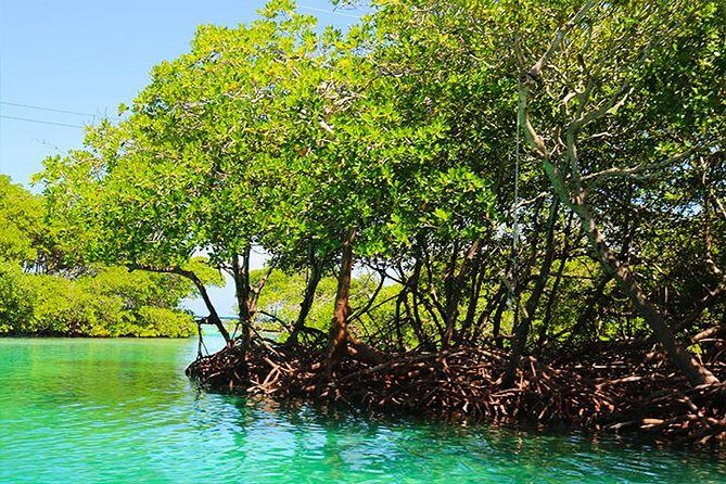 Roatan Mangrove Tunnel Culture Tour on a Water Taxi Tuk-Tuk - Final Thoughts