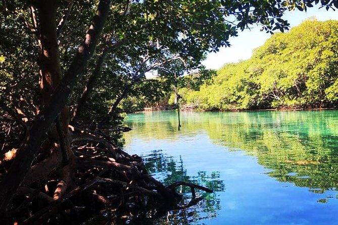 Roatan Mangrove Tunnels Adventure - Key Points