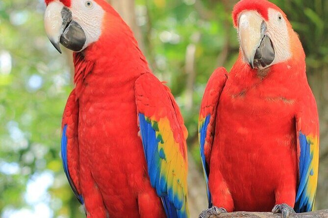 Roatan Mayan Jungle VIP Tour - In-Depth Review